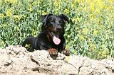 BEAUCERON 944